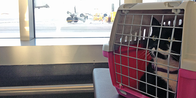 Кот в переноске в аэропорту